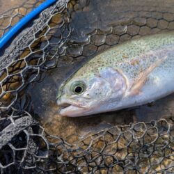 激濁りの中トラウト狙い